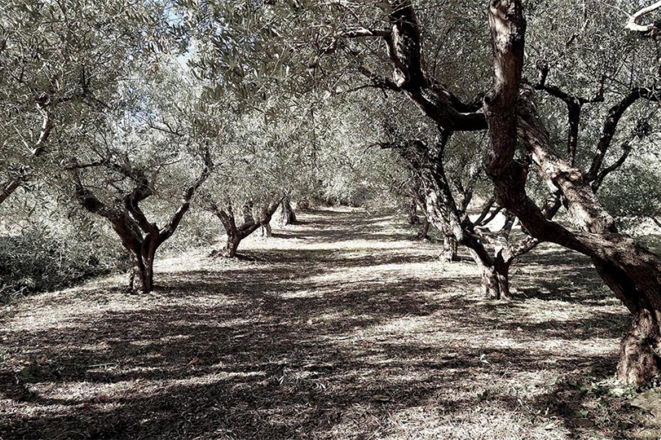Bed And Breakfast La Vecchia Scuola Montefano 外观 照片
